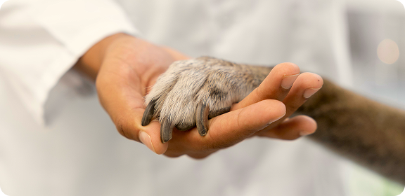 Veterinarian examining a dog.