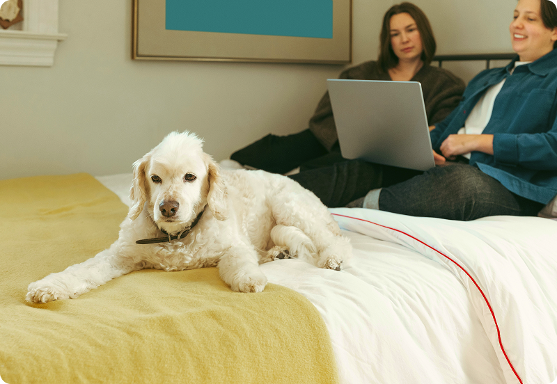 Two people laying on a bed, looking at a laptop with a dog laying in their feet.