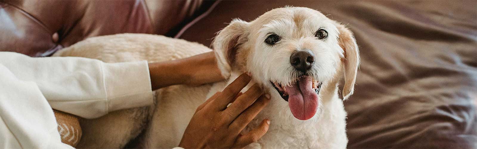 A small white dog with its tongue out lies on a couch being petted, capturing a cozy moment that reflects the question: is pet insurance worth it for keeping furry friends healthy and happy?