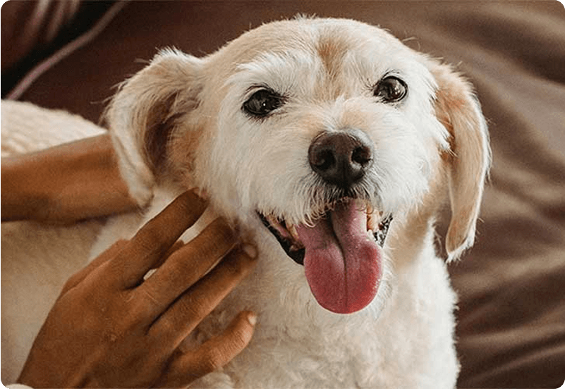 is pet insurance worth it hero image