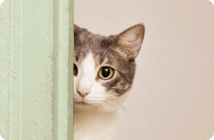 cat peeking from behind a pastel green doorframe