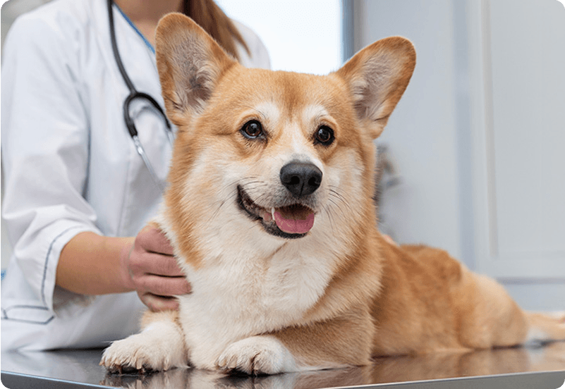 pet insurance statistics hero