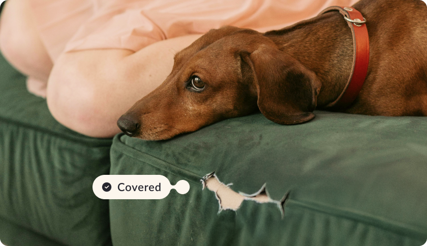 Dog laying on a couch, feeling guilty. The couch is damaged, there's a hole in the fabric. The tag reads "Covered".