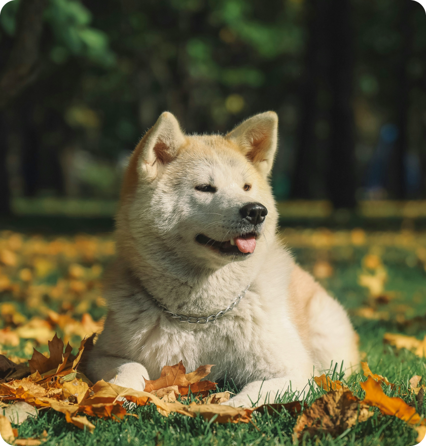 A dog (akita inu) laying in a park on a ground among leaves on a sunny day.