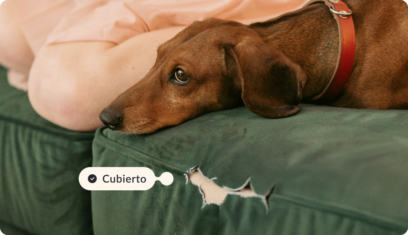 Perro acostado en un sofá, con expresión de culpa. El sofá está dañado, con un agujero en la tela. La etiqueta dice "Cubierto".