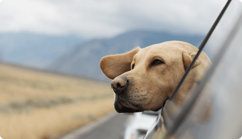 Dog looking out of the window of a moving car.