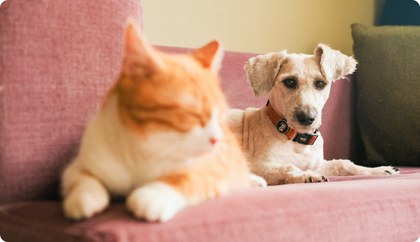 Cat and dog sitting on a couch.
