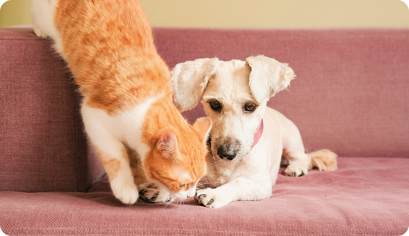 Cat and dog sitting on a couch.