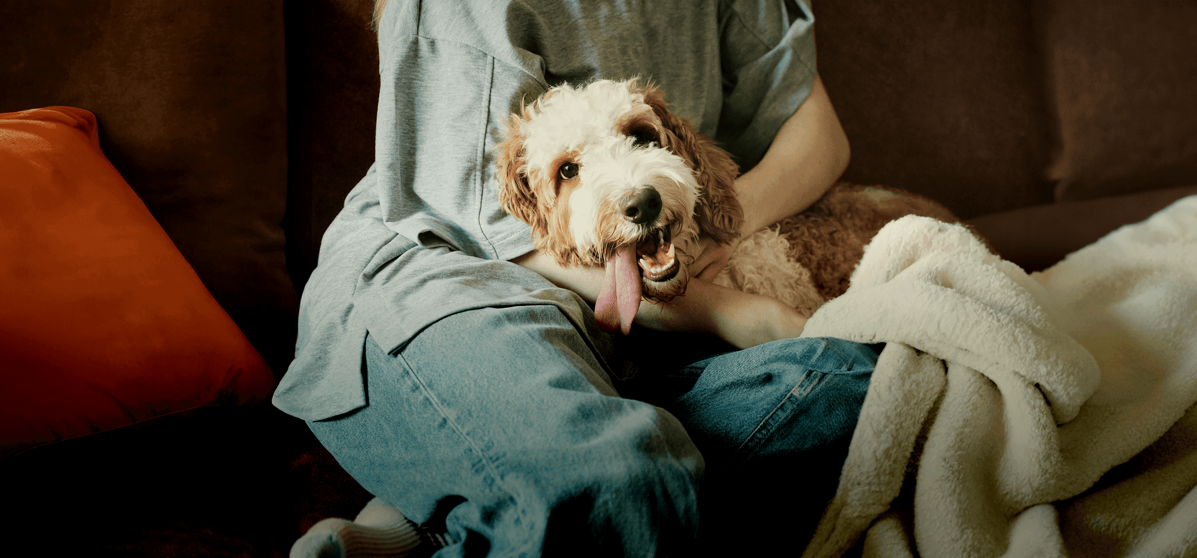 A fluffy golden and white dog sitting happily on a person's lap on a sofa in France.
